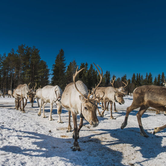 Finlande à Rovaniemi pour passer un réveillon en groupe original